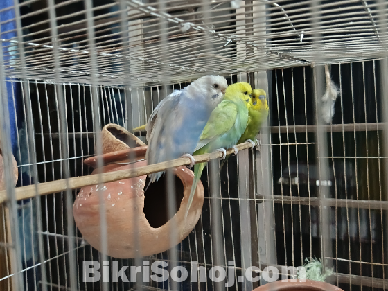 বাজিগর পাখি